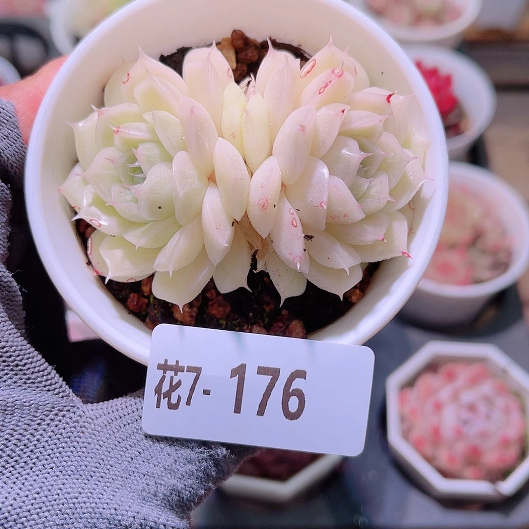 花07-176麦秆双头