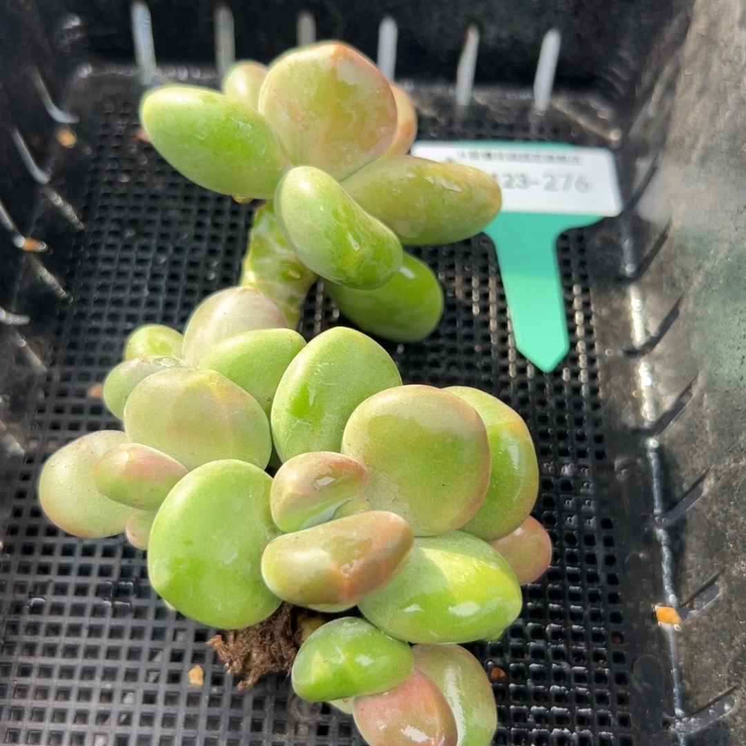 从前慢花园多肉编号1123-276