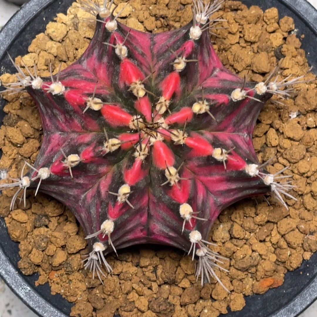 当前无花朵，栽培后可花朵黑红虎斑米哈锦