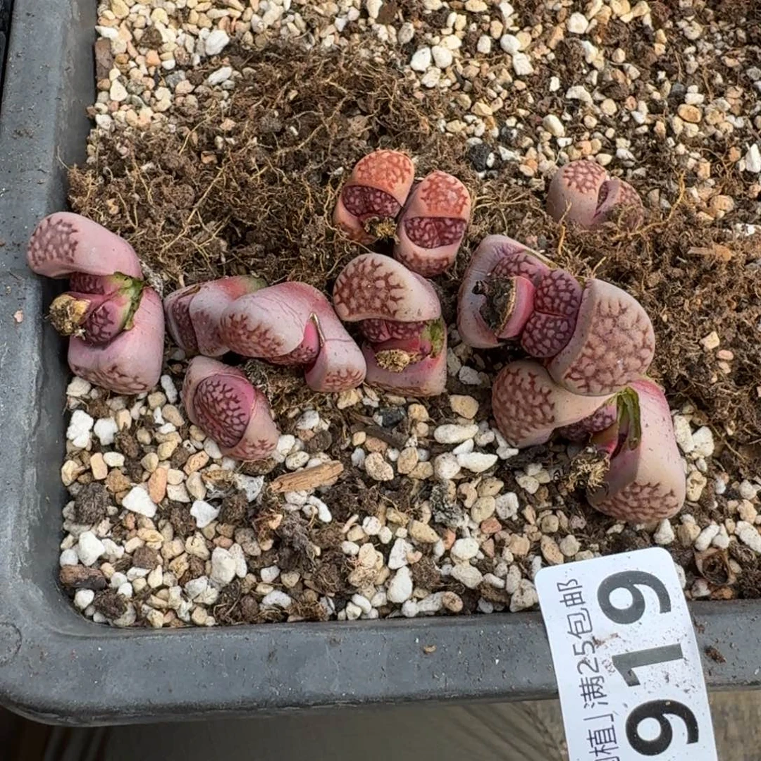 宝****?G919新品紫寿丽混合四年多肉