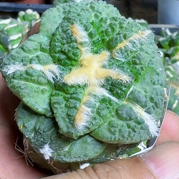 无花朵苗接龟甲995