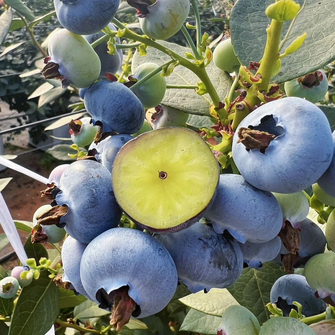 【顺丰冷链现摘现发】云南花香蓝莓特大果当季现摘 永仁县产地直发