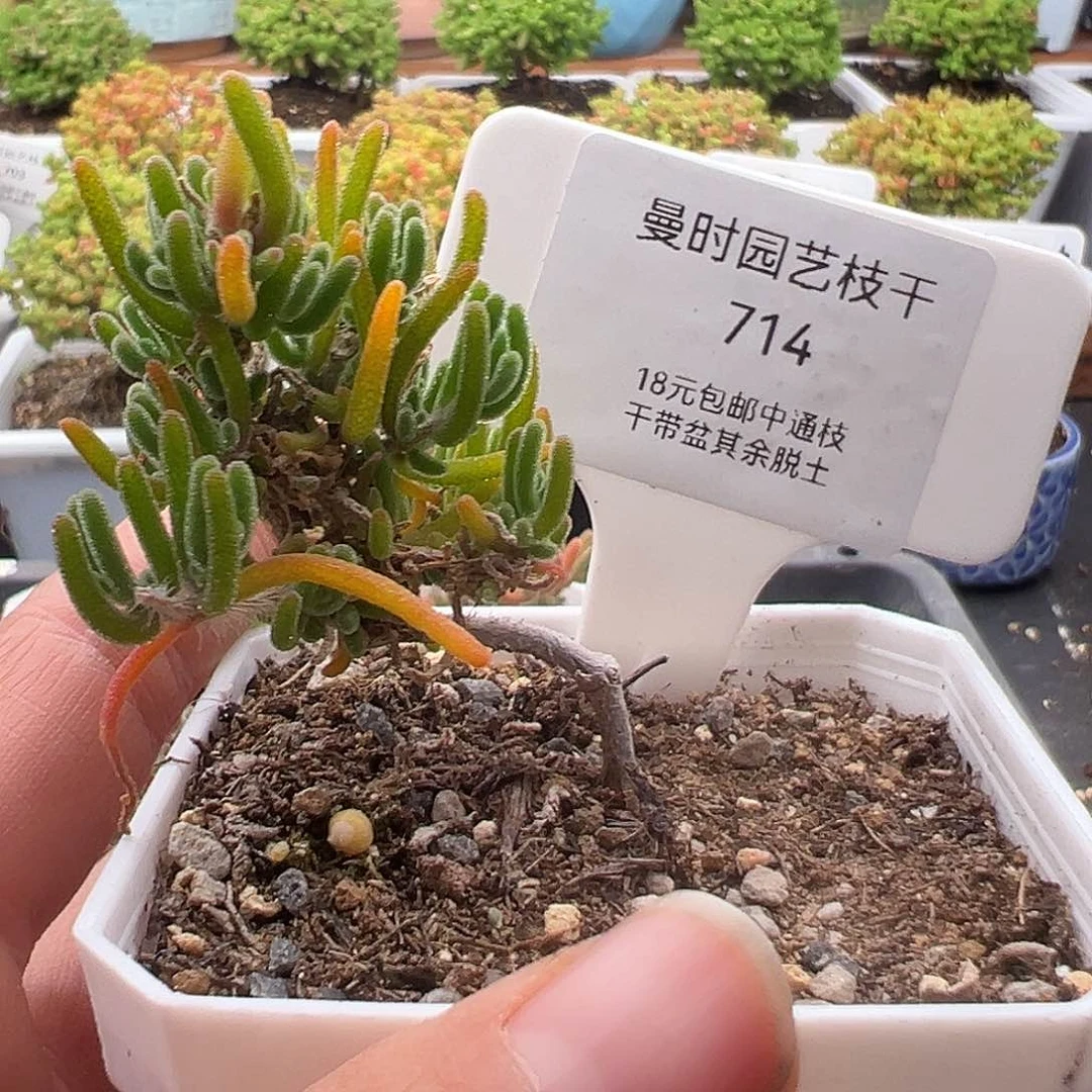 N****'714号荧光兔12,19多肉