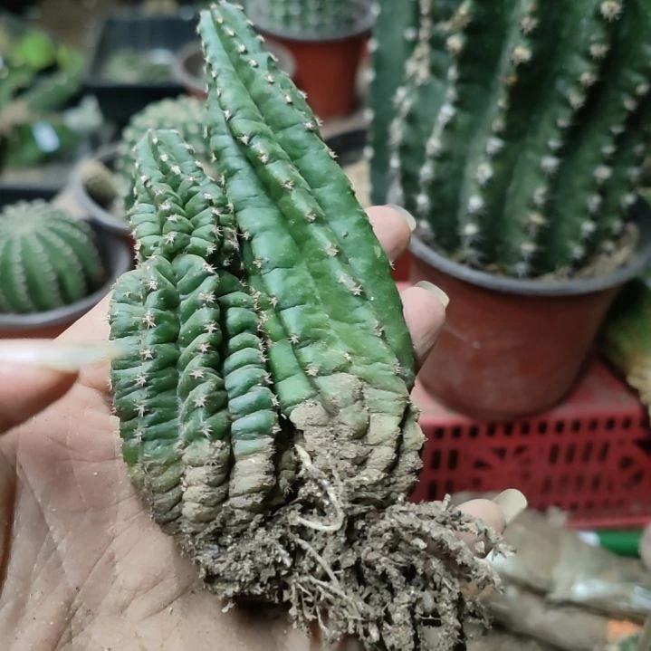 仙人球明虾侧芽四个打包1