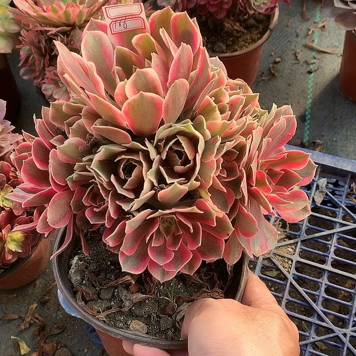 166女妖多肉植物