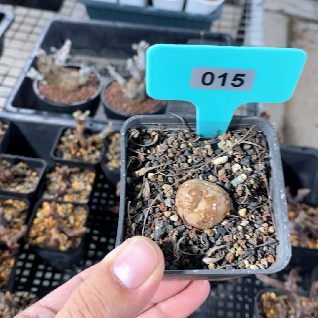 产地格加厚敦菊多肉植物