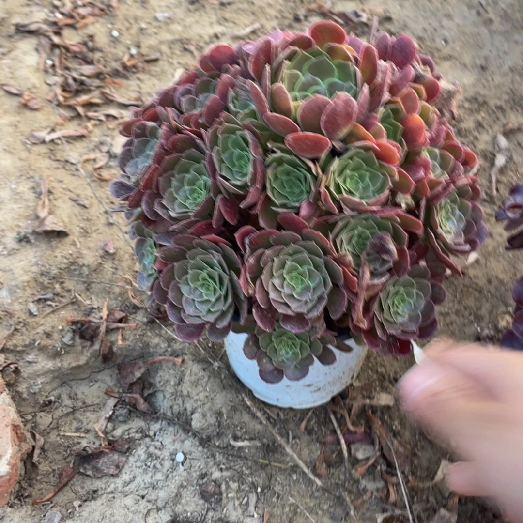 53荷兰法师多肉断枝不包