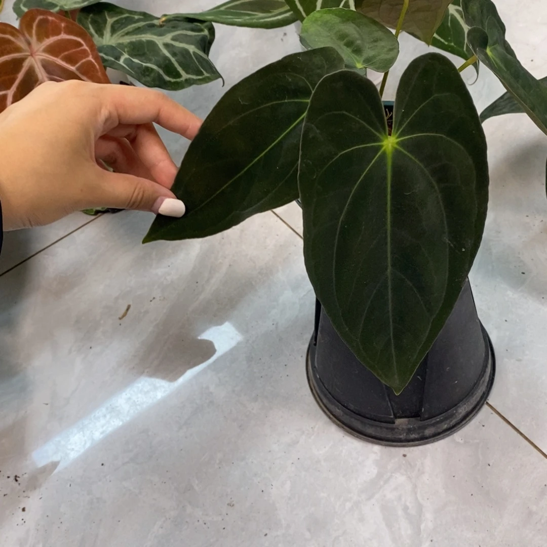 不开花植物加通湖papi