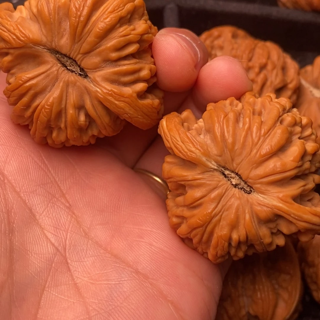 把件文玩核桃秦岭野生植物资源