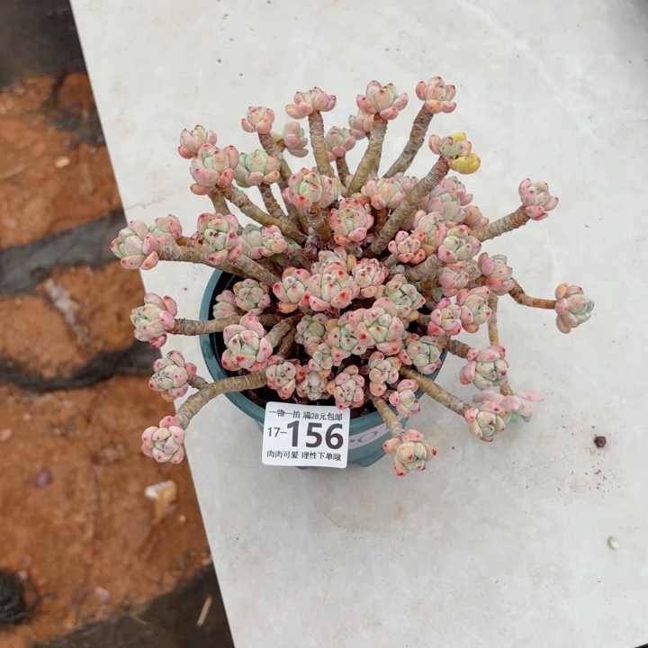 樱花罗琦无盆土发货多肉多