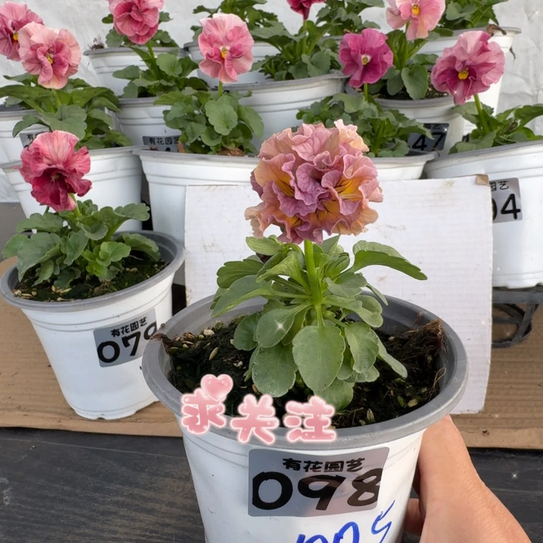 全部花朵098号角堇