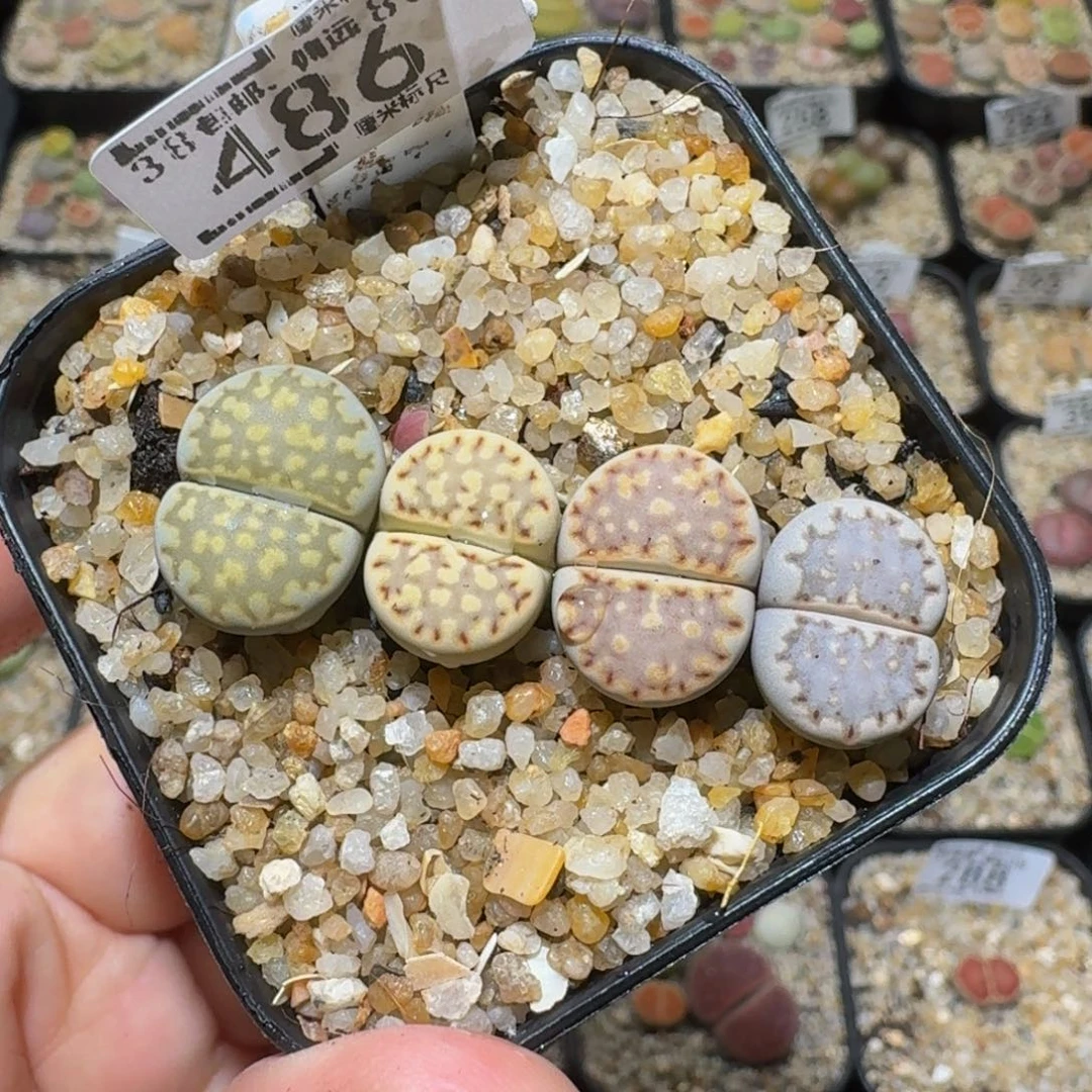 绝绝绝子生石花486