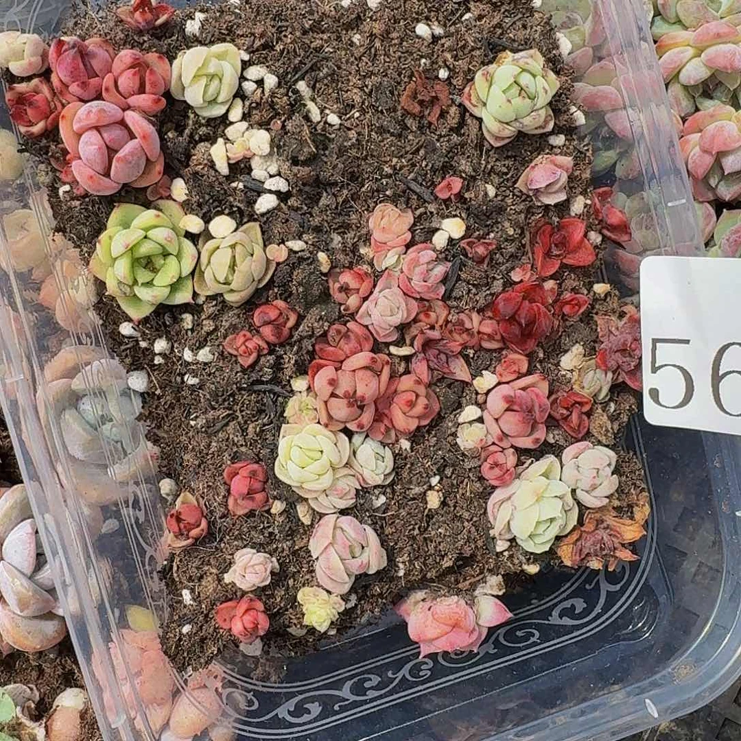 多肉植物多肉植物563