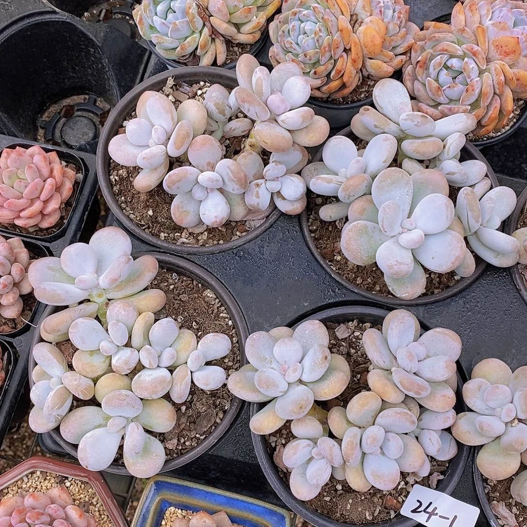 24-1-韩货奶酪大群福利一颗量拍