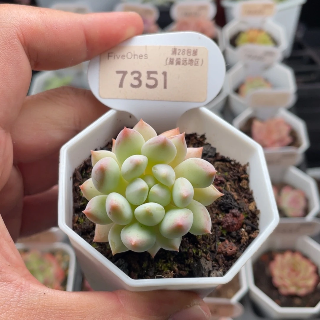 明珠7351-4.0厘米