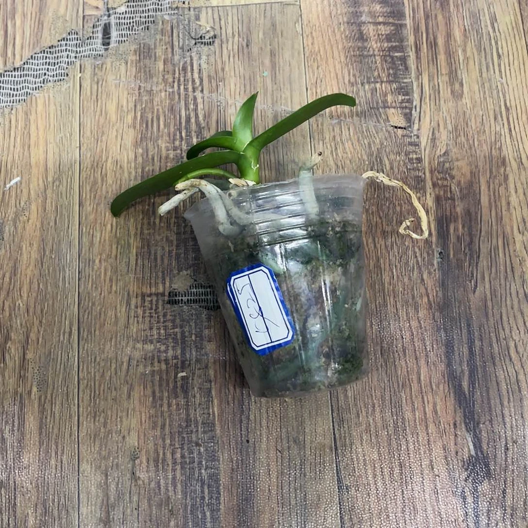 当前无花栽培后可以开花天***f小粉碟瑕疵