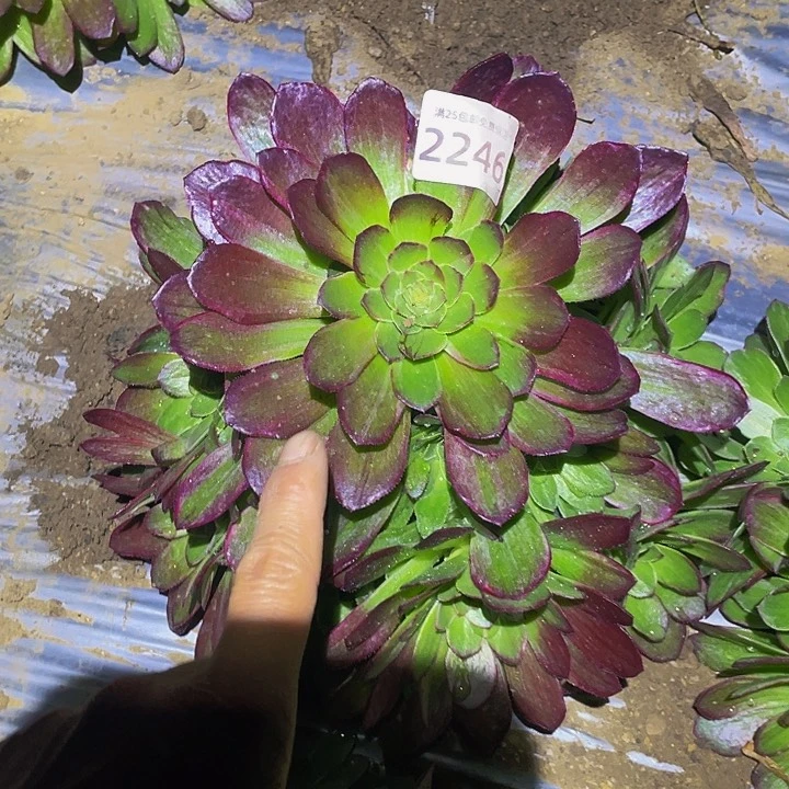 2246万花筒多肉植物