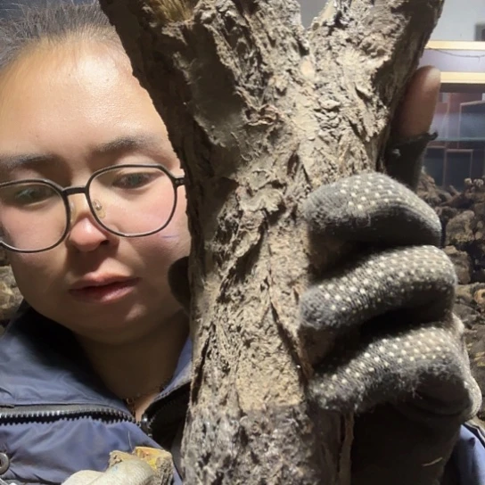 香榧木老****装火琉璃的毛料摆件