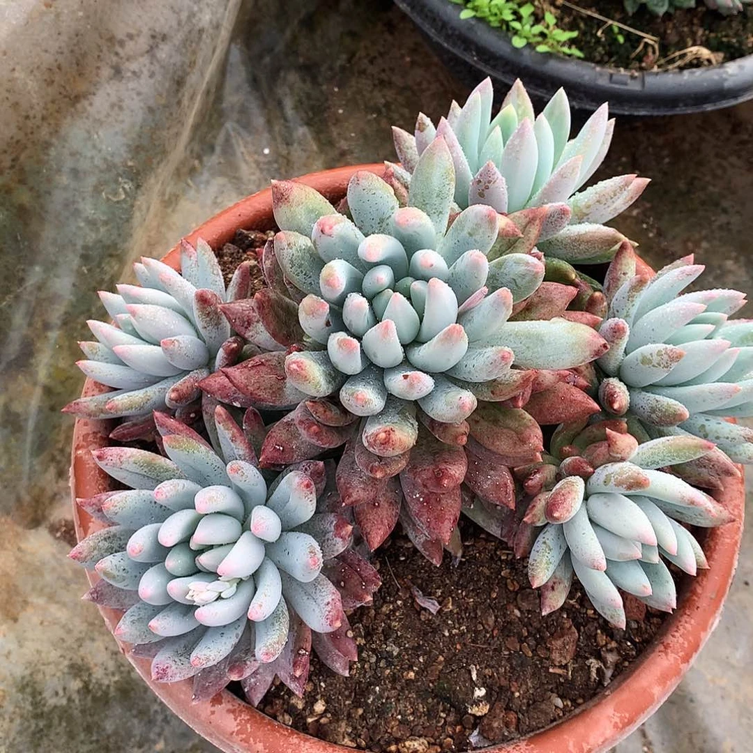 所罗门多肉一物一拍