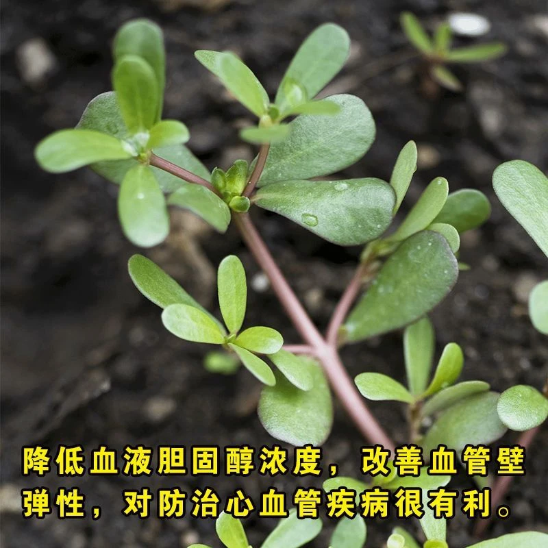 ，2025马齿苋种子农家野生长寿菜补血菜蚂蚱菜阳台盆栽食用春秋野