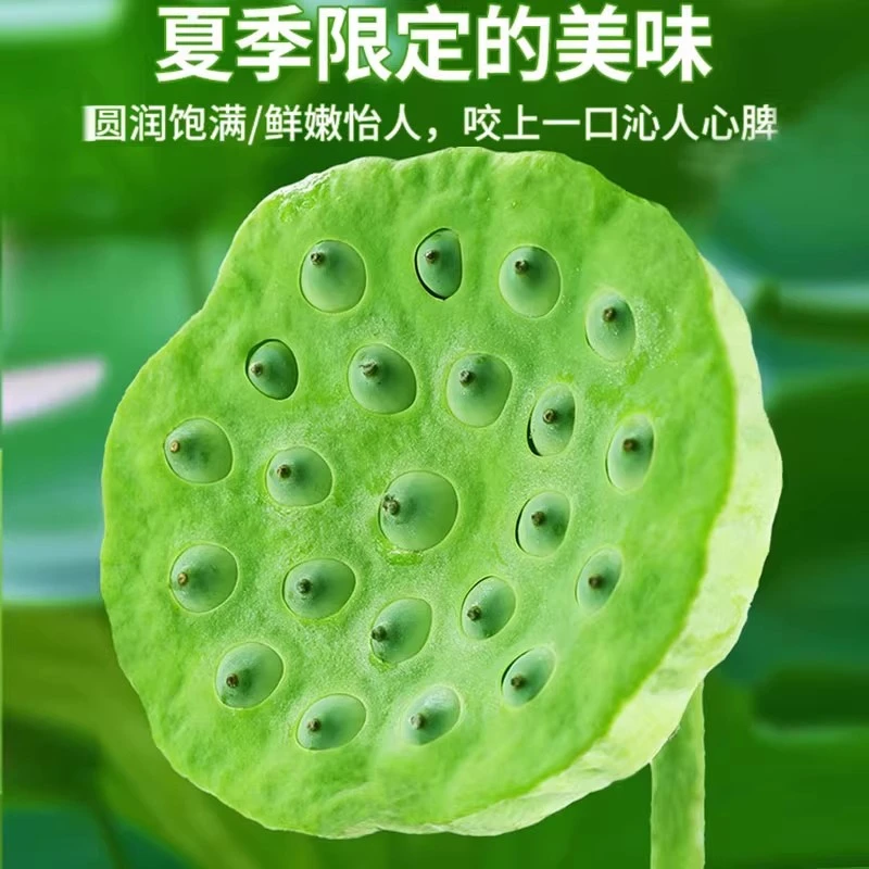 新鲜莲子可生吃莲心苦莲米现摘现发莲蓬即食孕妇水果夏天水果
