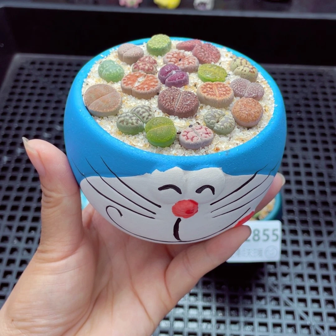 w2857 带盆土发货一物一拍
