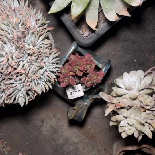 春*谢谢姐姐～一物一拍3