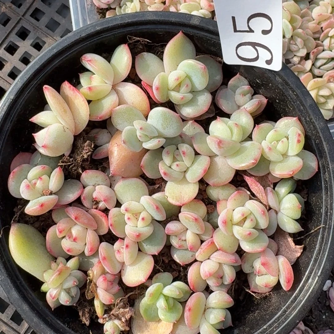 多肉植物多肉植物95