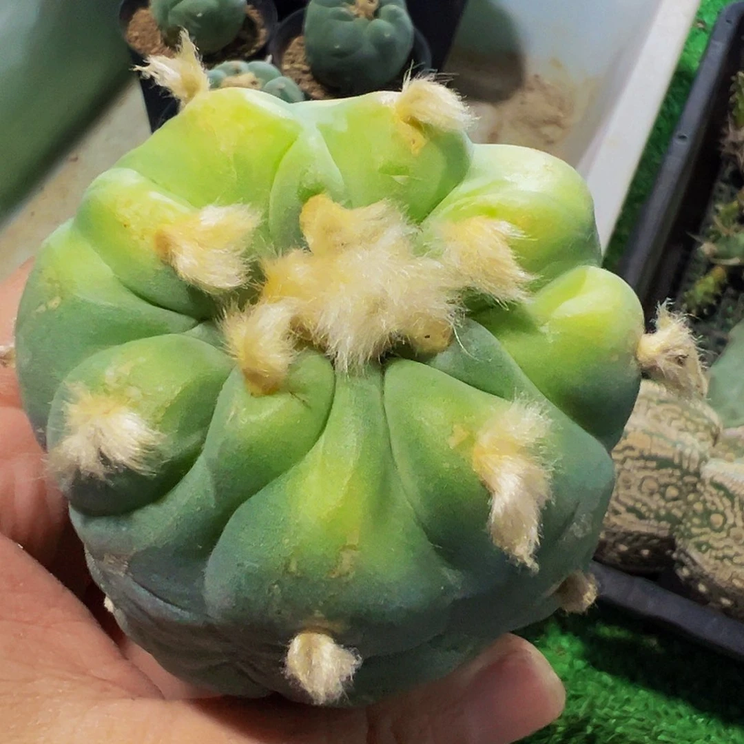 无花朵福利包子尤仙刚出根312