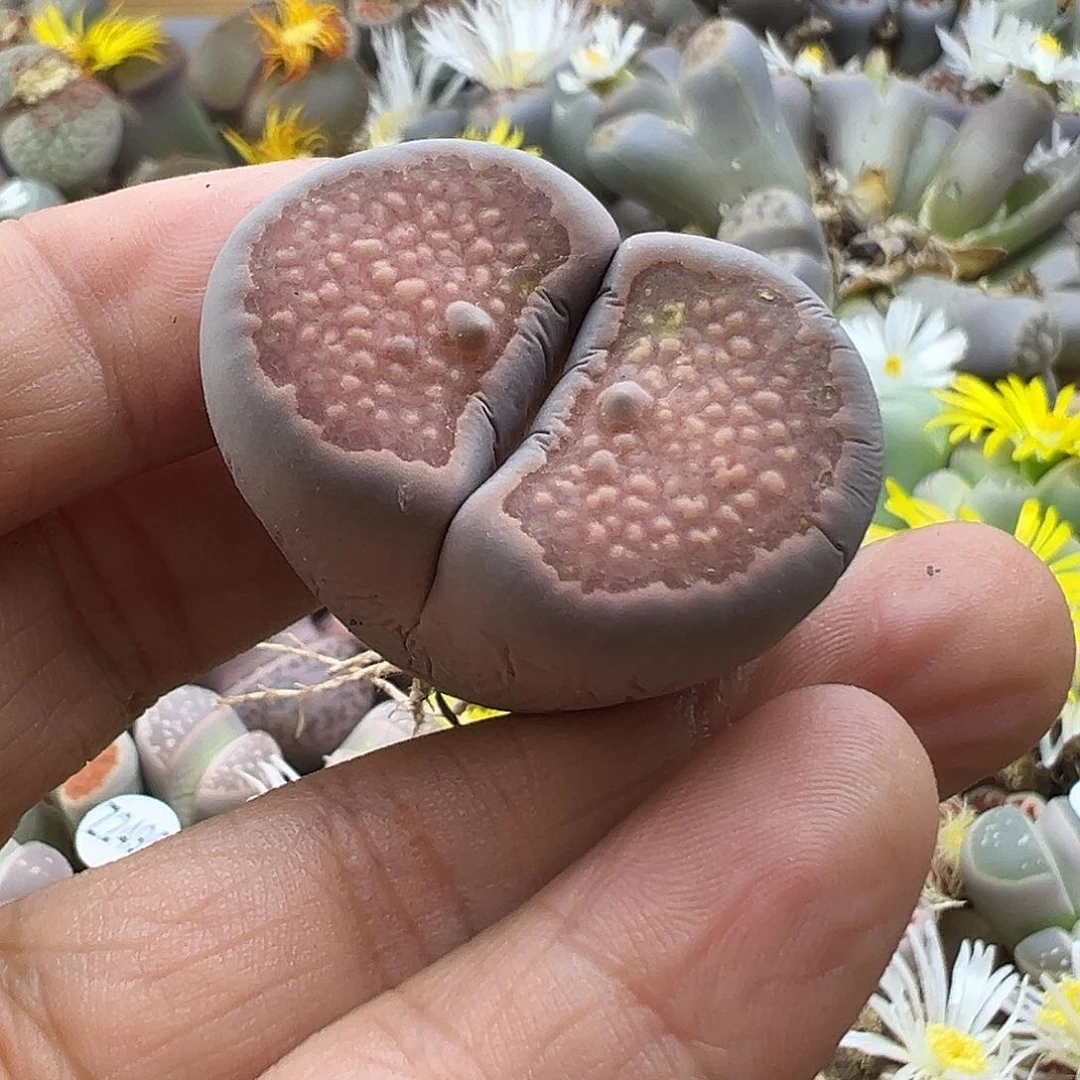 2536 生石花清货价格不作参考