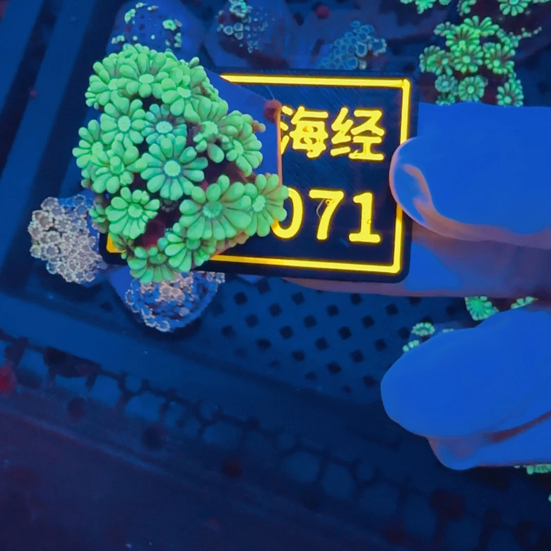 柴***）纽扣珊瑚晓晓不包邮茉莉切件B071