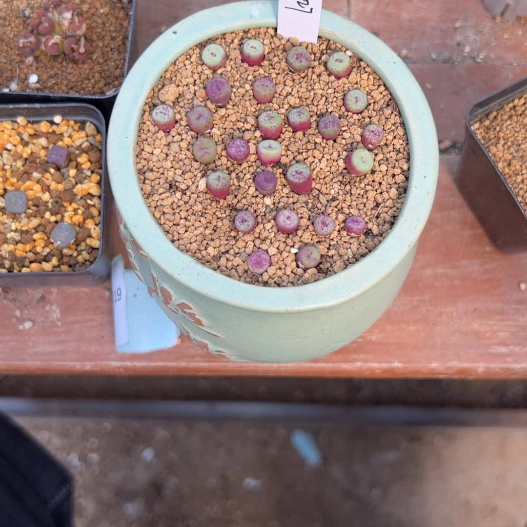 24-15量拍ts427小红嘴一颗