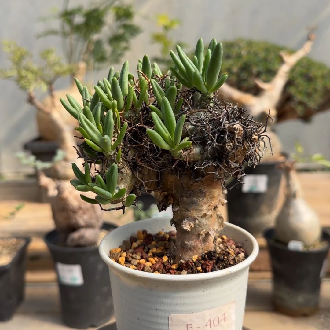 404万物想奇峰锦块根植物