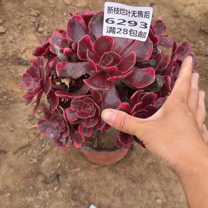 6293二号棚凤冠多肉K