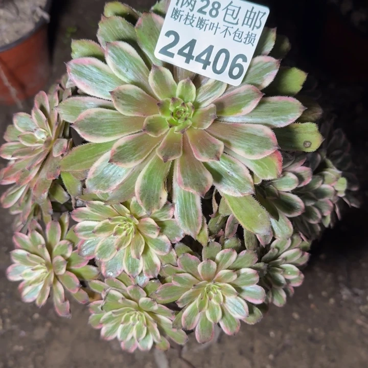24406紫霞多肉植物