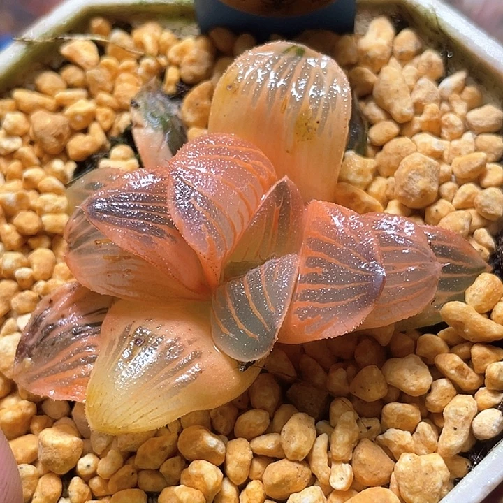 548糊斑夜想锦特选福利