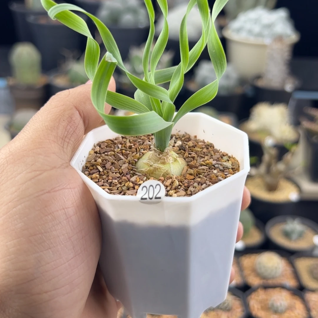 宽弹簧草一物一拍202