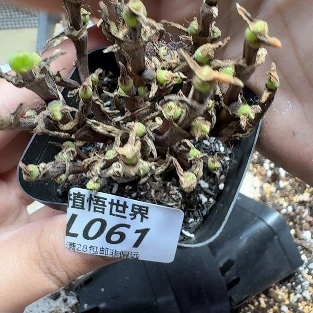 的润泽的润泽发发fbb