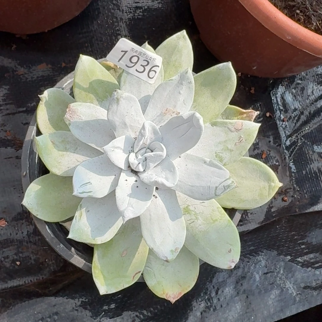 3代杂交仙女杯多肉