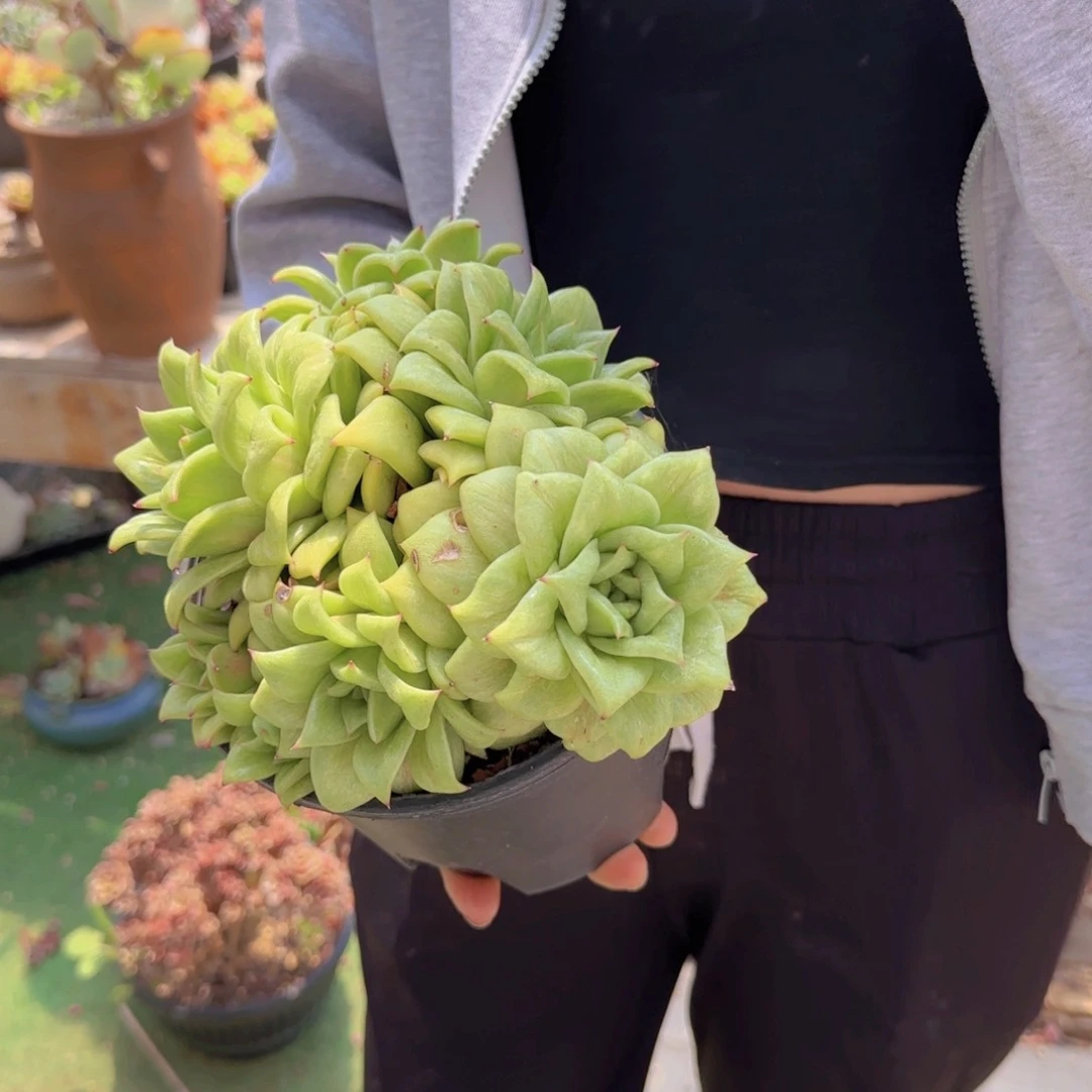 蔷薇玫瑰多肉000000010