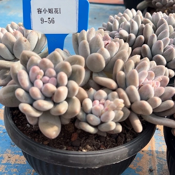 9.56萝莉奶一个脱土