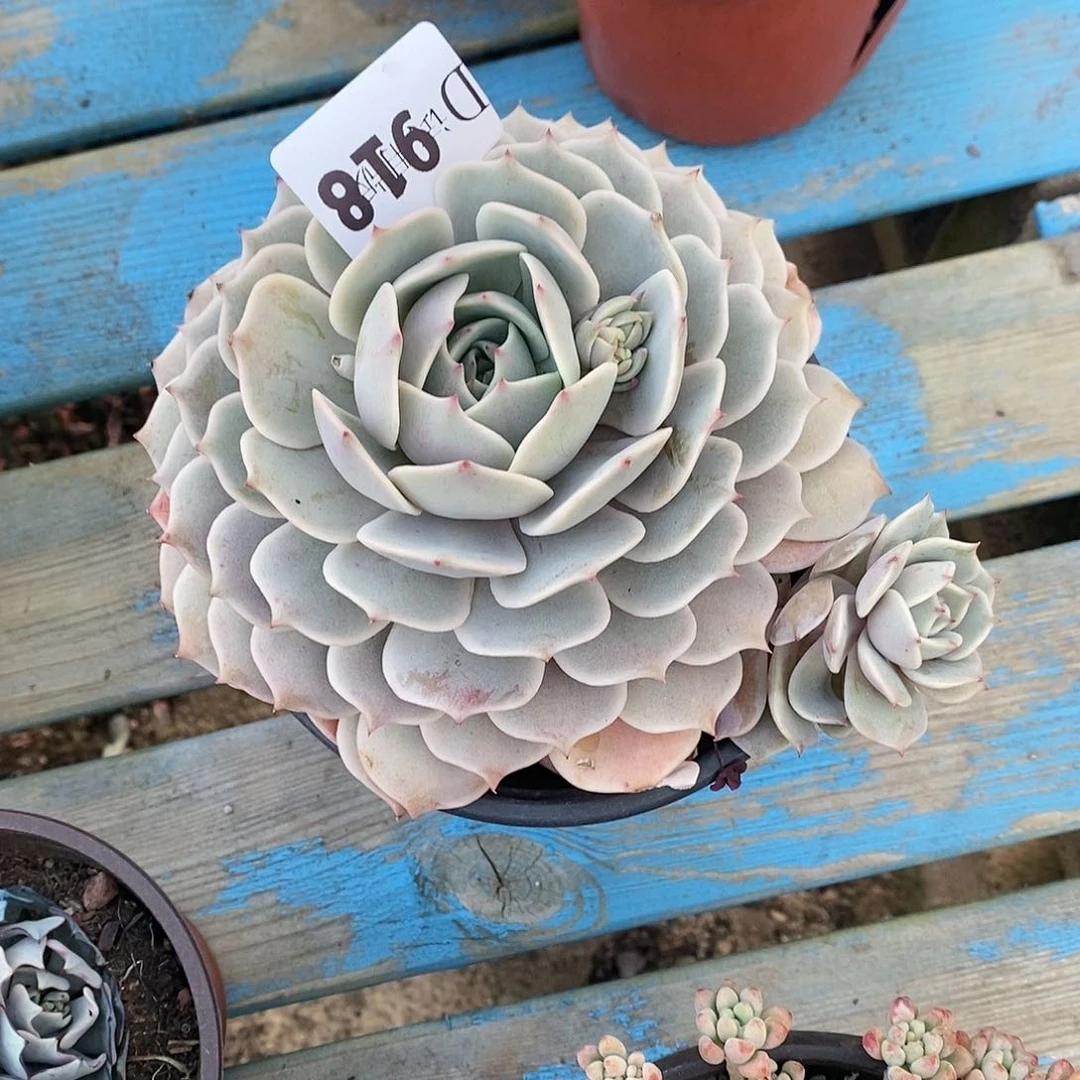 小**?918露娜莲多肉植物