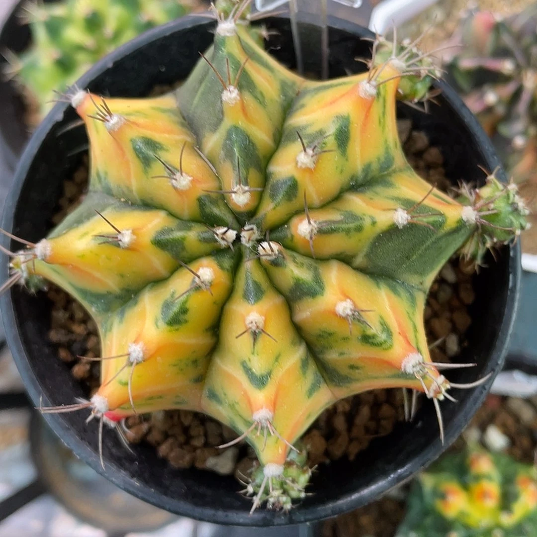 1-201米哈锦6.3厘米