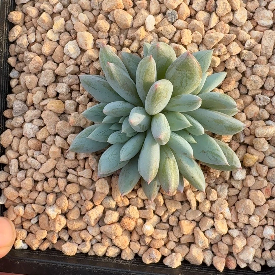 人鱼公主 3头  一物一拍