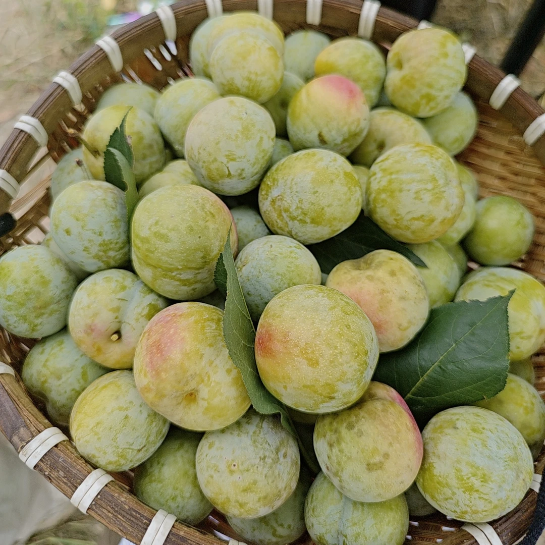 【李子农家自种】麦李清脆酸甜