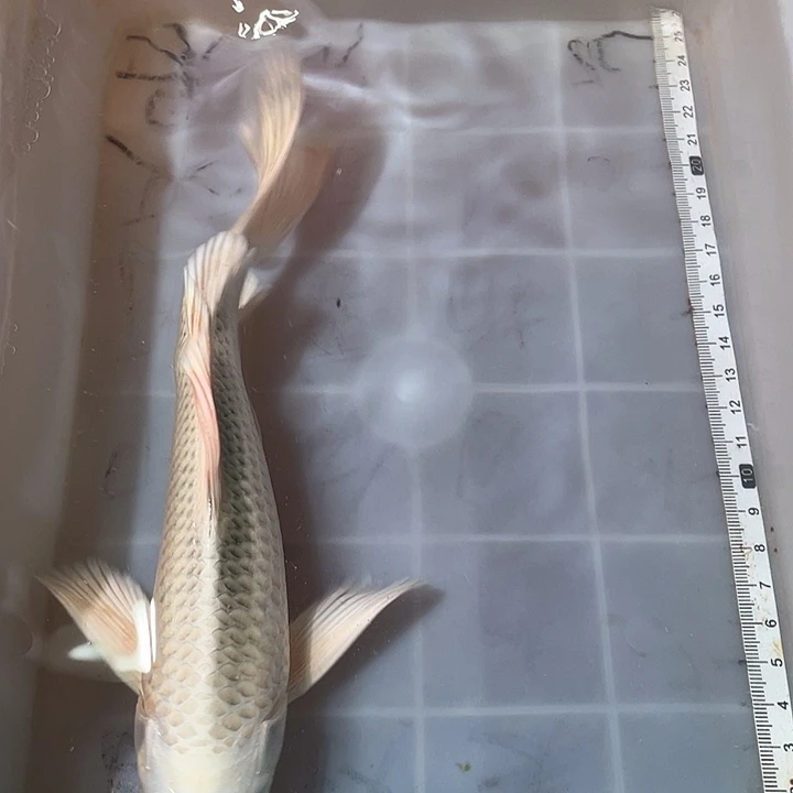 蝴蝶鲤鱼渔场直发175