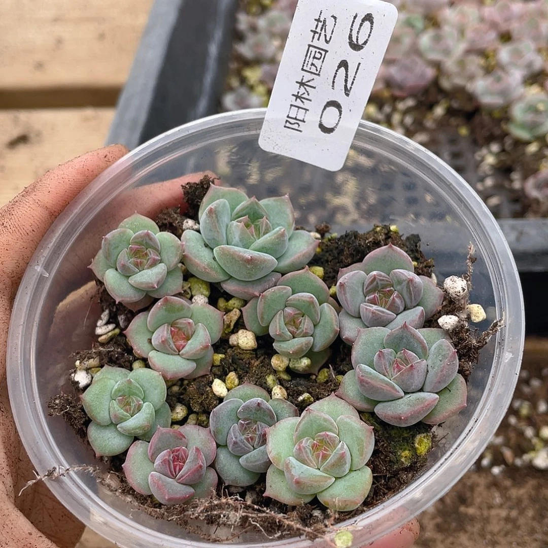 多肉植物多肉植物26