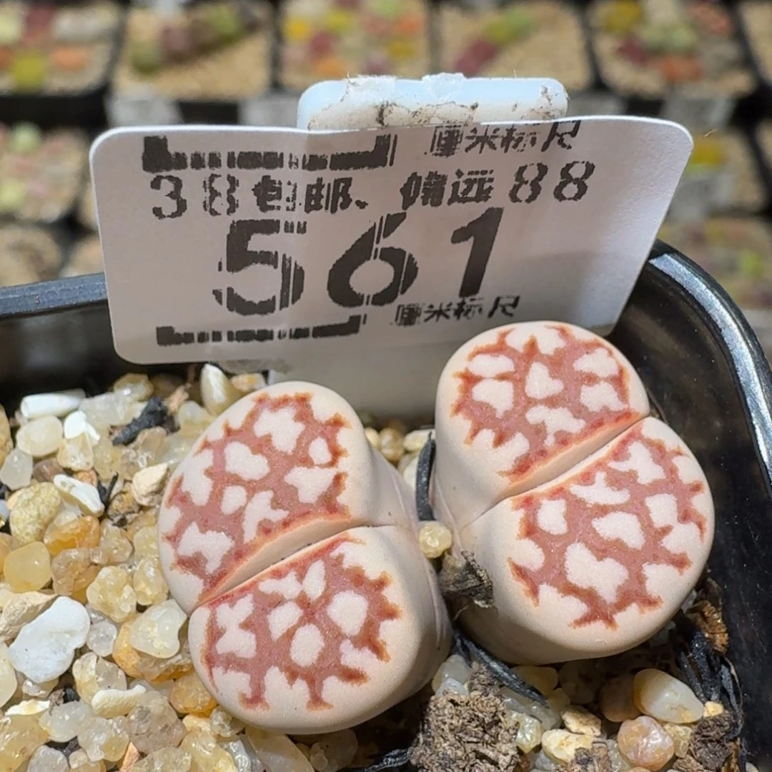 Ssss精品生石花561