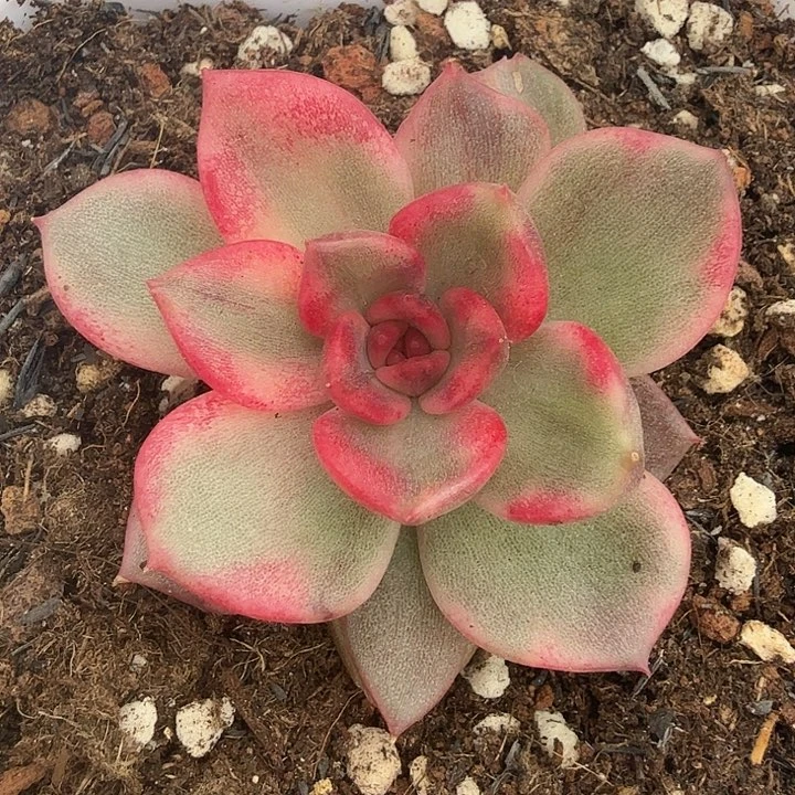 没***玩火焰山锦一颗腹轮锦多肉