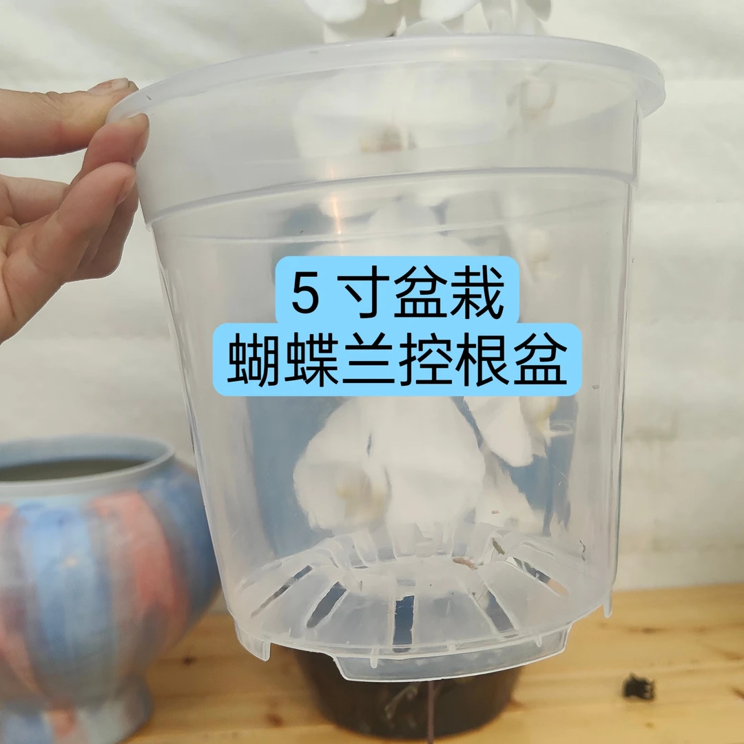 蝴蝶兰专用盆栽控根盆【配托水盆】【花乡十里甄选】
